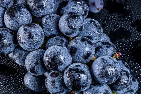 Dark Background Grapes Dramatic Close Up Detail Stock Photos