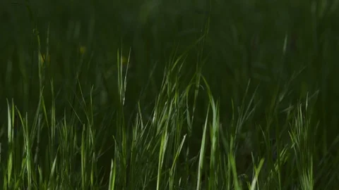 Dark Background - Grass in a meadow moving in the wind 스톡 동영상 88748193