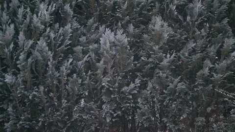 Dark background of green thuja hedge in the wind Stock Footage 123082145