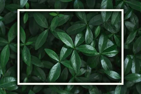 Dark background image of carpet of periwinkle plant leaves with white rectang Stock Photos