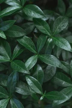 Dark background image of carpet of periwinkle plant leaves. Top view. Flat la Stock Photos