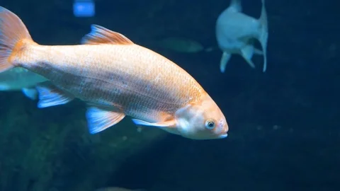 Dark background. A large gray fish with orange scales floats in the clear water. Video stock 120839481