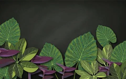 Dark background, large green and purple leaves of tropical plants Stock Illustration