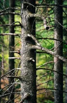 Dark background of old trees in the forest Stock Photos