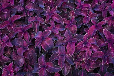 Dark background of purple plants Stock Photos