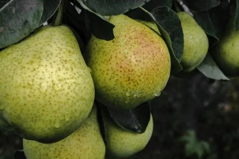 Dark background surface of green and wet pears after the rain Stock Photos