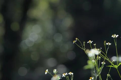 In the dark background, there is a group of numerous small white flowers 写真素材