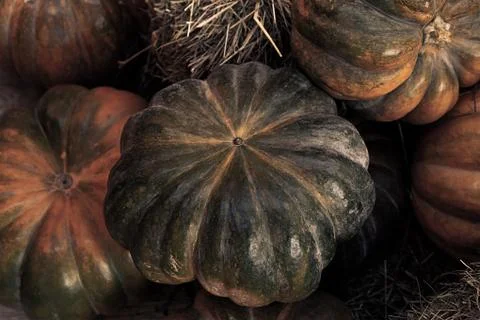 Dark background vegetable mini pumpkin one-piece ripe seasonal design autumn Stock Photos