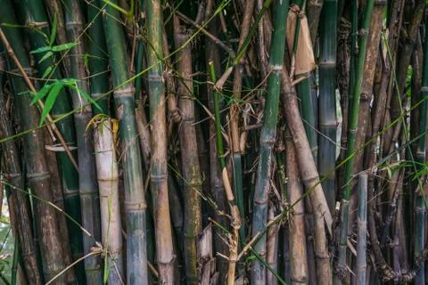 Dark bamboo forest. Abstract background Stock Photos