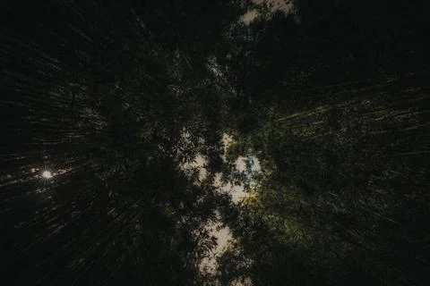 Dark bamboo forest from below Stock Photos