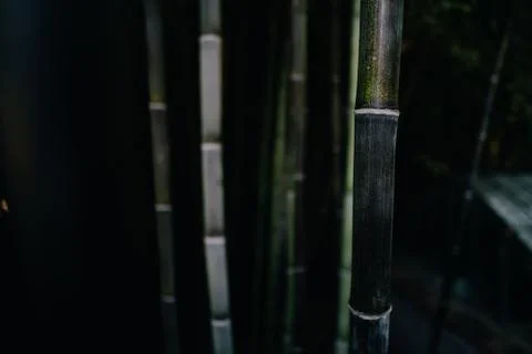 Dark Bamboo Forest Fotos de archivo