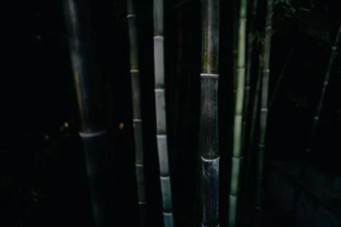 Dark Bamboo Forest Fotos de archivo