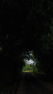 Dark Bamboo Pathway with Light at the End Stock Photos