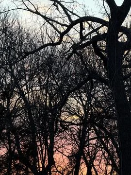 Dark Bare Tree Branches Framing a Pink Sunset Sky 写真素材