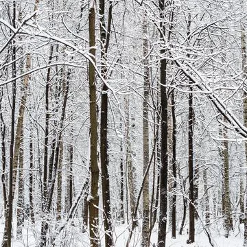 Dark bare tree trunks in snowy city park in winter Stock Photos