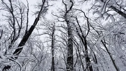 Dark bare trees coated in white snow wave gently in the wind Video stock 233213964
