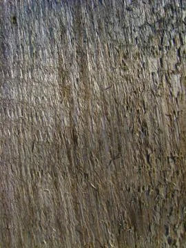 Dark bark of a tree Stock Illustration