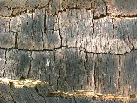 Dark bark of a tree Stock Photos
