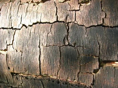 Dark bark of a tree Stock Photos