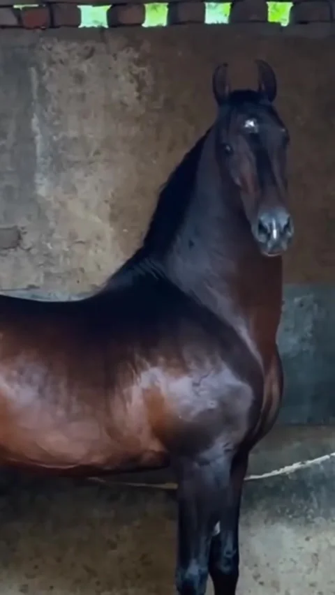Dark Bay Horse Lifting Front Leg in Stable Vídeos de archivo 333345091