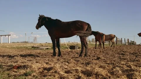 Dark bay horse twitching its skin in a paddock 動画素材 335524162
