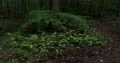 Dark beech forest bushes and trees stock footage 4k or 4k+ Resolution
