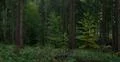 Dark beech forest green bushes and trees landscape Photo