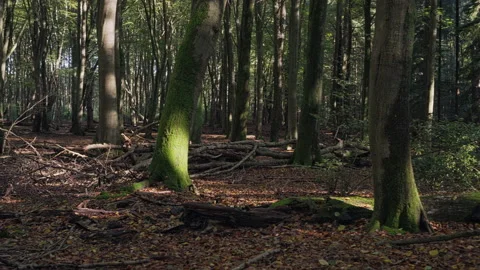 Dark beech trees forest where the sun shines on some trunks. Stock-Footage 209153623