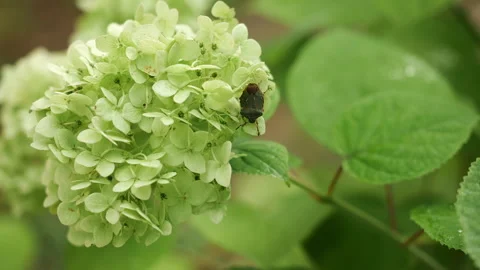 Dark Beetle Crawling on Hydrangea Flower in Summer Garden. Vídeos de archivo 345781273