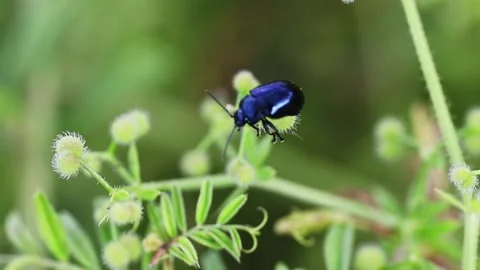 A dark beetle type insect on a green plant Stock Footage 243645157