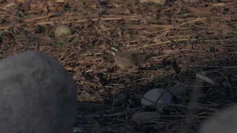 Dark-bellied Cinclodes. Bird scratching on the ground, finds a worm and eat it. Vídeos de archivo 256643019