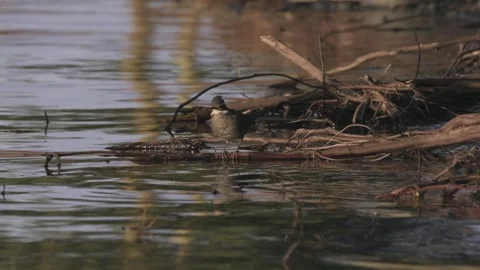 Dark-bellied Cinclodes. Bird walking on the shore of a lake, then flies away. Stock Footage 256640826
