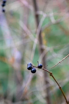 Dark berries on a bare branch in soft woodland light Foto stock