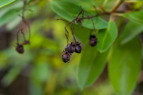 Dark berries hang from thin stems among green leaves Stock Photos