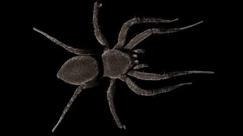 Dark big spider on a black background. Stock Photos