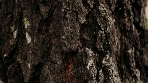 Dark birch bark round plan Stock Footage 139386917