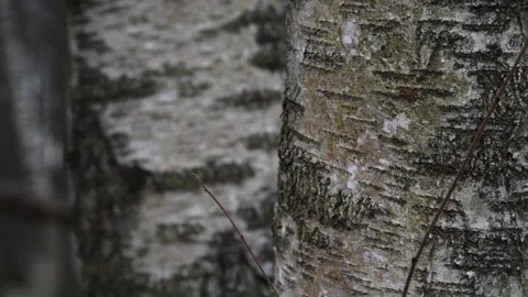 Dark birch tree trunk in forest Stock Footage 272297916