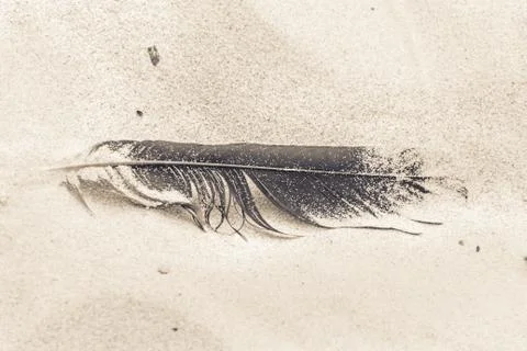 Dark bird feather on sand Stock Photos