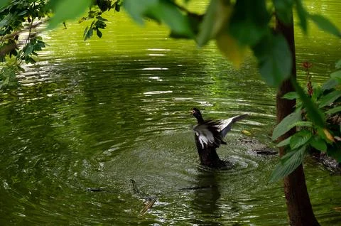 Dark bird flapping wings in a pond, surrounded by lush green foliage. Stockfoto's
