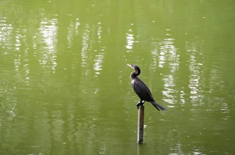 Dark bird perched on a post in a calm green pond, a tranquil nature scene. Stock Photos