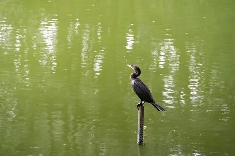A dark bird perched on a post in a calm, green pond. Serene nature scene. Foto stock