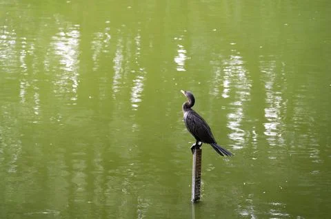 A dark bird perched on a post in a calm, green lake.  Peaceful nature scene. Stock Photos