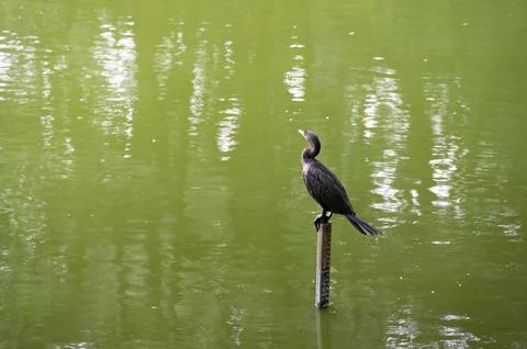 A dark bird perched on a post in a calm, green lake, enjoying the tranquil .. Stock Photos