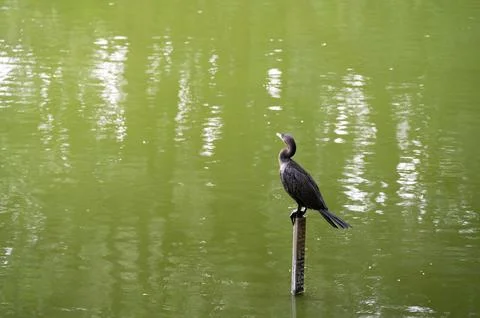 A dark bird perched on a post in a calm green lake, reflecting the surround.. Stock Photos