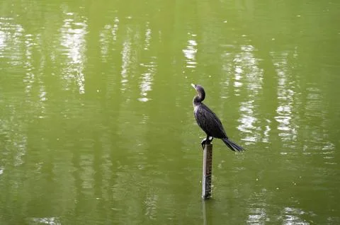 Dark bird perched on a post in a calm, green lake. Serene nature scene. Stock Photos