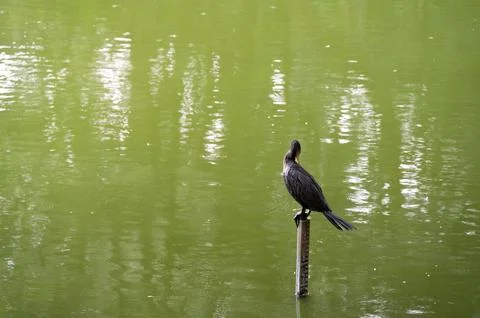 A dark bird perched on a post in a calm, green lake.  Tranquil scene, natur.. Stock Photos