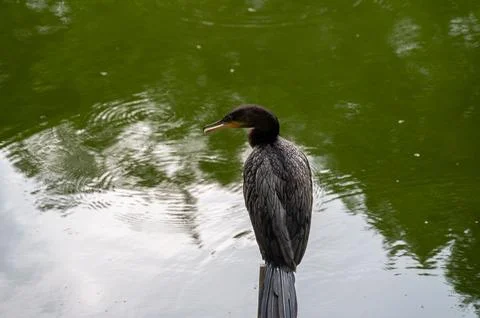 Dark bird perched on a post by green water. Serene nature scene. Stock Photos