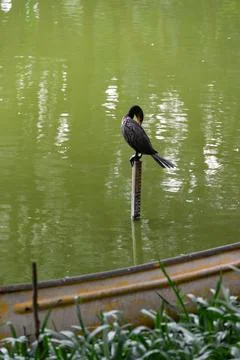 Dark bird perched on a structure over calm green water, preening its feathers Stock Photos