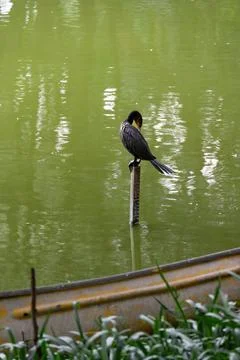 Dark bird perched on a structure over green water, preening its feathers. Stock Photos