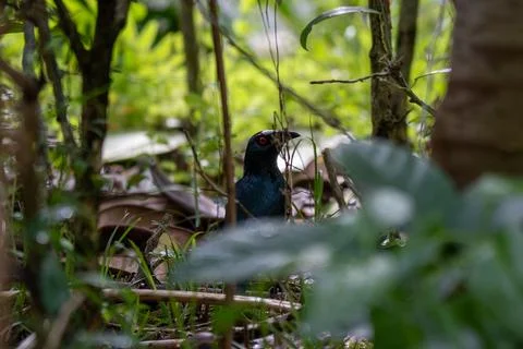 Dark bird perches among dense green foliage Stock Photos